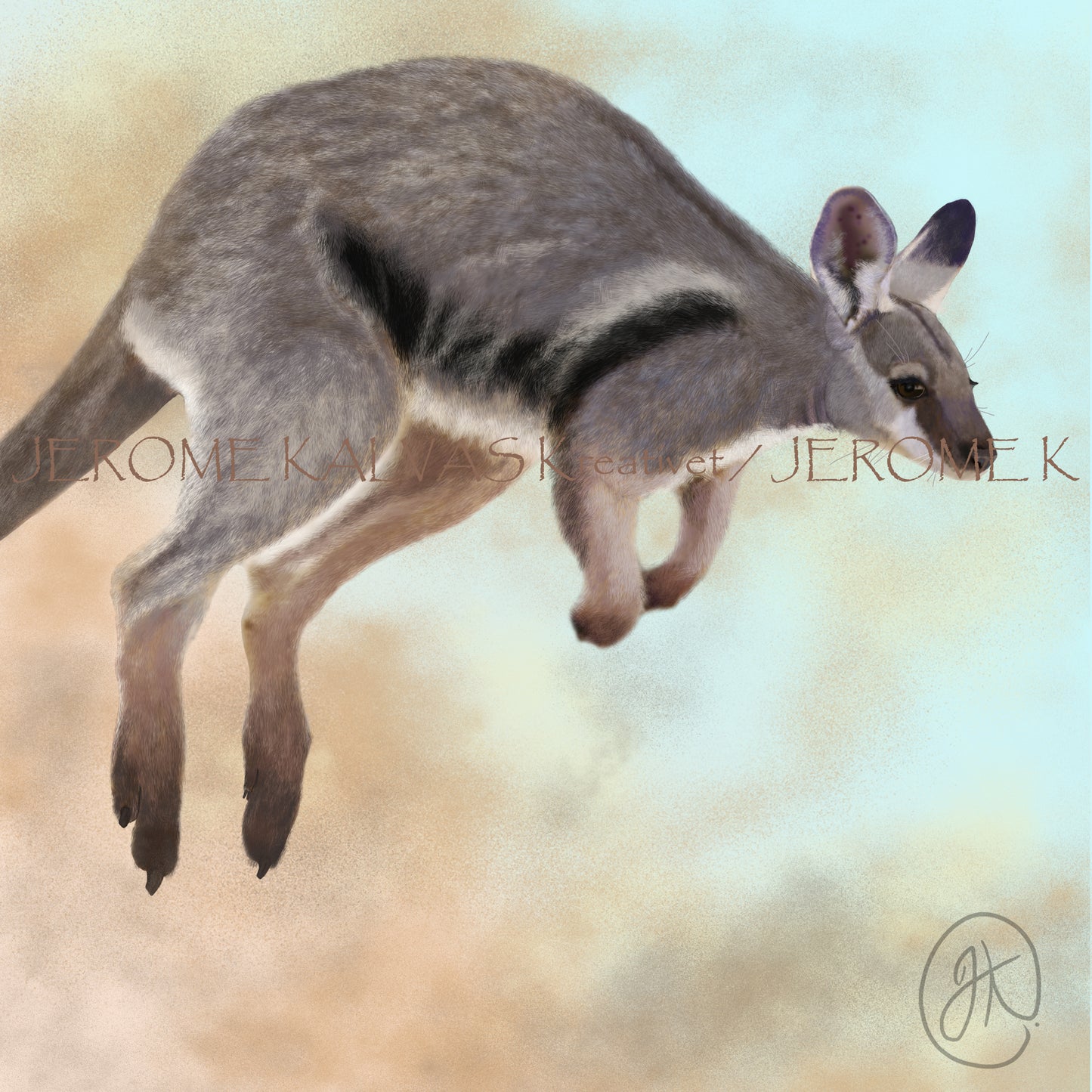 Black Flanked Rock Wallaby (Warru)