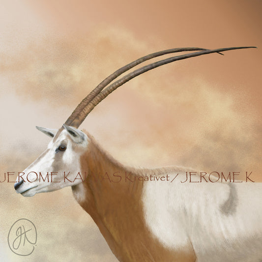 Scimitar horned Oryx (Oryx dammah) – Print